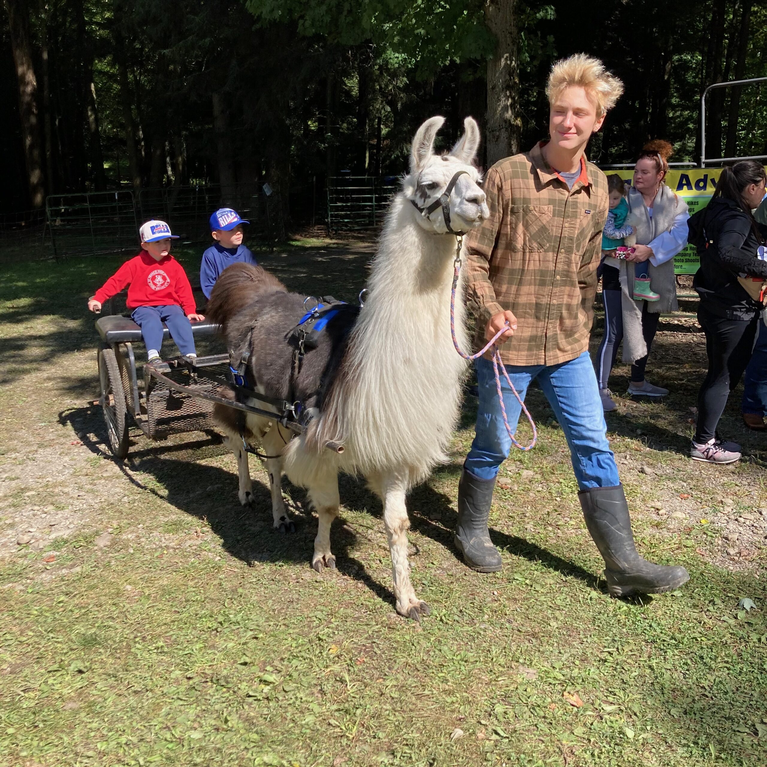 Llama cart rides